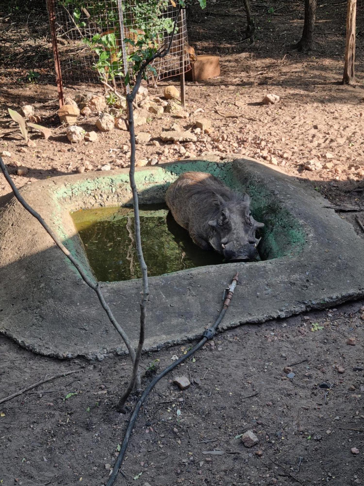 Ratel Retreat * Marloth Park